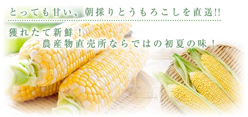 とうもろこしのギフト