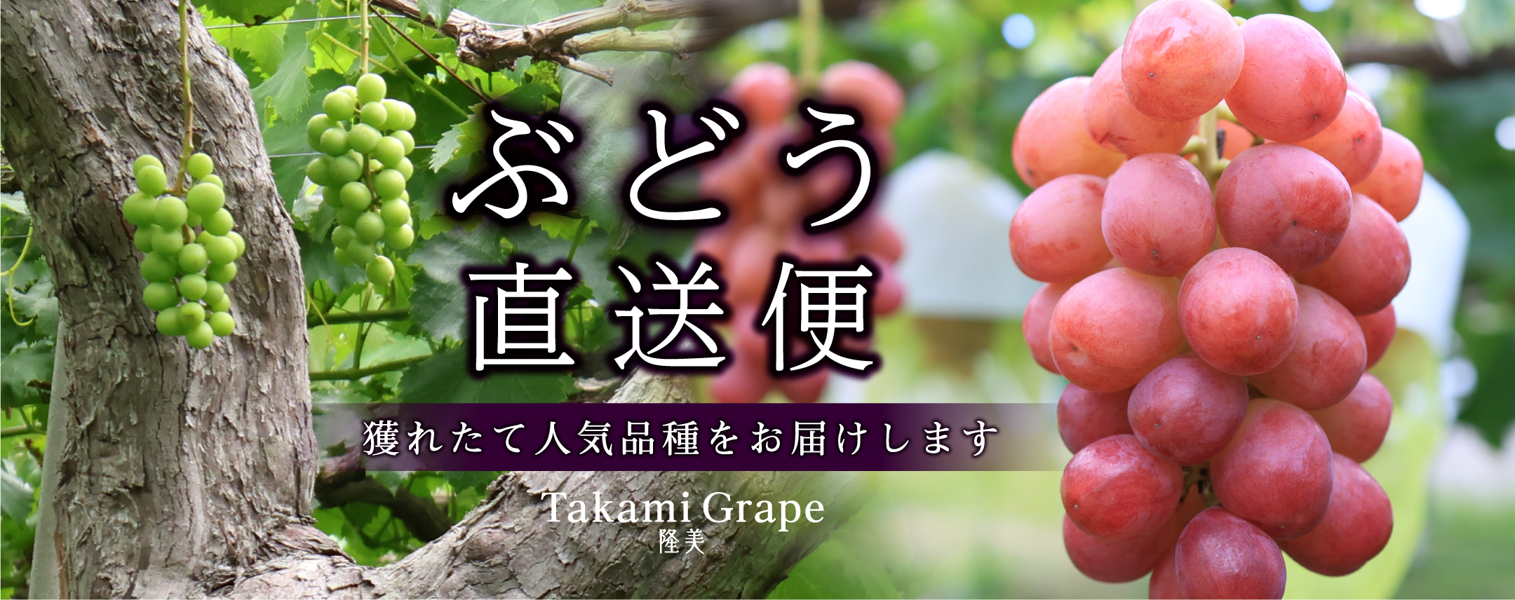 信州ぶどうのセット